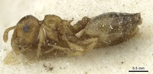 Crematogaster kneri specimen CASENT0912804 image casent0912804_3
