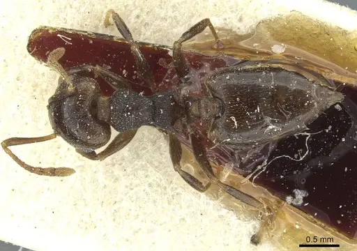 Crematogaster kneri specimen CASENT0912805 image casent0912805_1