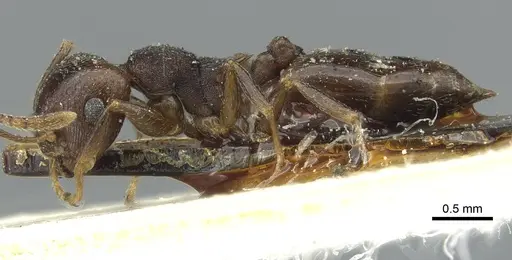 Crematogaster kneri specimen CASENT0912805 image casent0912805_3