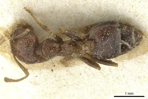 Crematogaster kneri specimen CASENT0912806 image casent0912806_1