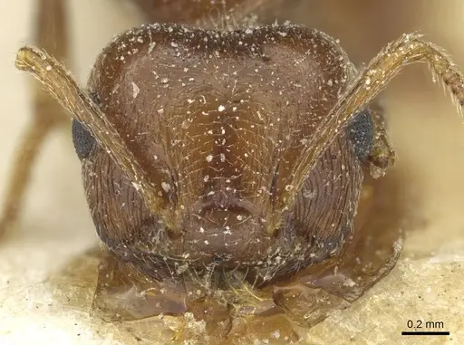 Crematogaster kneri specimen CASENT0912806 image casent0912806_2