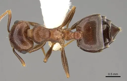 Crematogaster kneri specimen CASENT0914195 image casent0914195_1