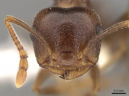 Crematogaster kneri specimen CASENT0914195 image casent0914195_2