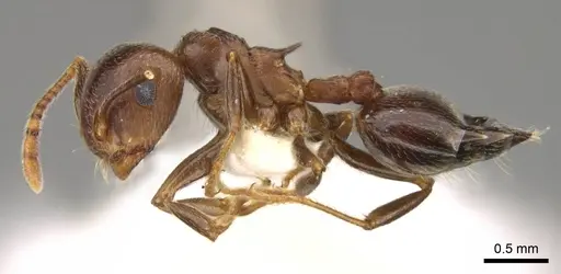 Crematogaster kneri specimen CASENT0914195 image casent0914195_3