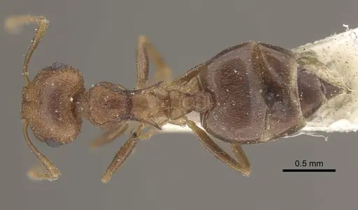 Crematogaster kneri specimen CASENT0919670 image casent0919670_1