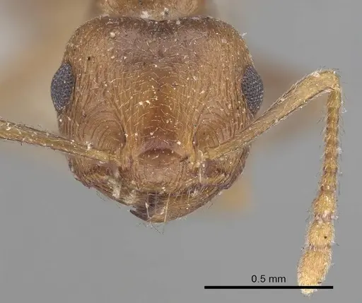 Crematogaster kneri specimen CASENT0919670 image casent0919670_2
