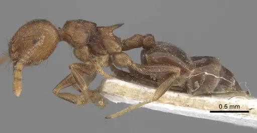 Crematogaster kneri specimen CASENT0919670 image casent0919670_3