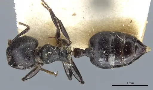Crematogaster kohli specimen CASENT0904473 image casent0904473_1