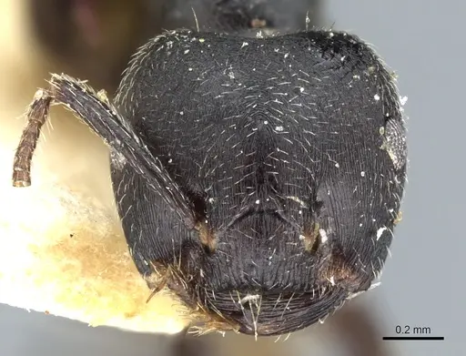 Crematogaster kohli specimen CASENT0904473 image casent0904473_2