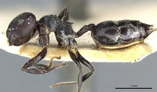 Crematogaster kohli specimen CASENT0904473 image casent0904473_3