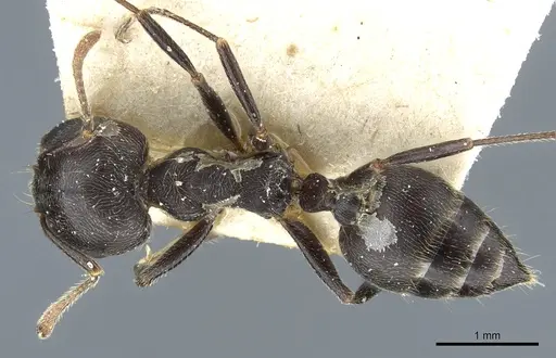 Crematogaster kohli specimen CASENT0904474 image casent0904474_1
