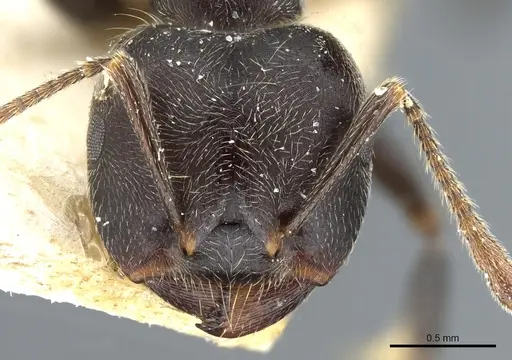 Crematogaster kohli specimen CASENT0904474 image casent0904474_2