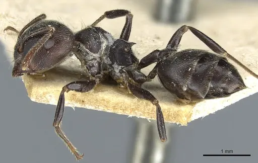 Crematogaster kohli specimen CASENT0904474 image casent0904474_3