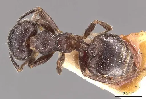 Crematogaster kohli specimen CASENT0908537 image casent0908537_1