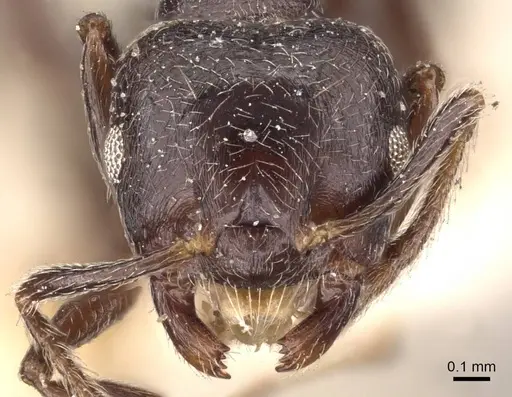 Crematogaster kohli specimen CASENT0908537 image casent0908537_2