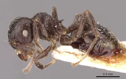 Crematogaster kohli specimen CASENT0908537 image casent0908537_3