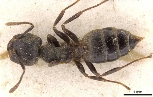 Crematogaster kohli specimen CASENT0908621 image casent0908621_1