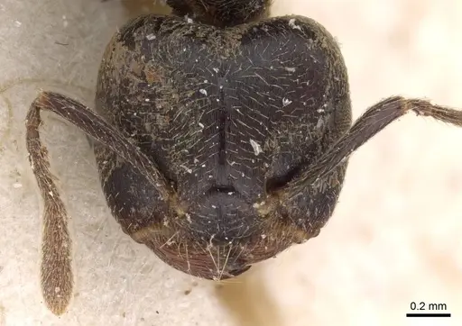 Crematogaster kohli specimen CASENT0908621 image casent0908621_2