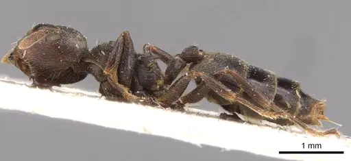 Crematogaster kohli specimen CASENT0908621 image casent0908621_3