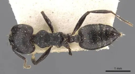 Crematogaster kohli specimen CASENT0908622 image casent0908622_1