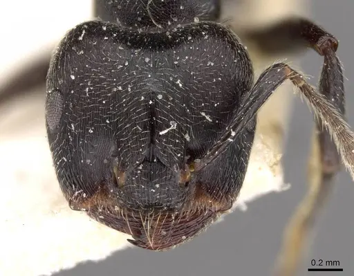 Crematogaster kohli specimen CASENT0908622 image casent0908622_2