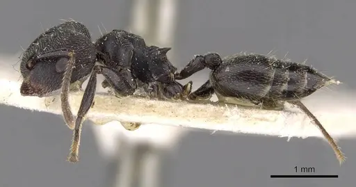 Crematogaster kohli specimen CASENT0908622 image casent0908622_3