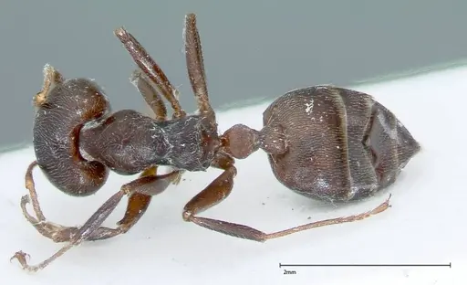 Crematogaster kohli specimen FOCOL0024 image focol0024_1
