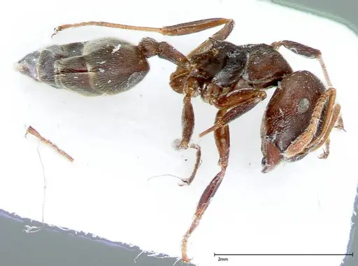 Crematogaster kohli specimen FOCOL0024 image focol0024_3