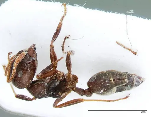 Crematogaster kohli specimen FOCOL0024 image focol0024_4