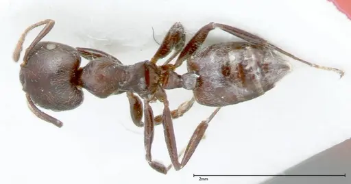 Crematogaster kohli specimen FOCOL0025 image focol0025_1