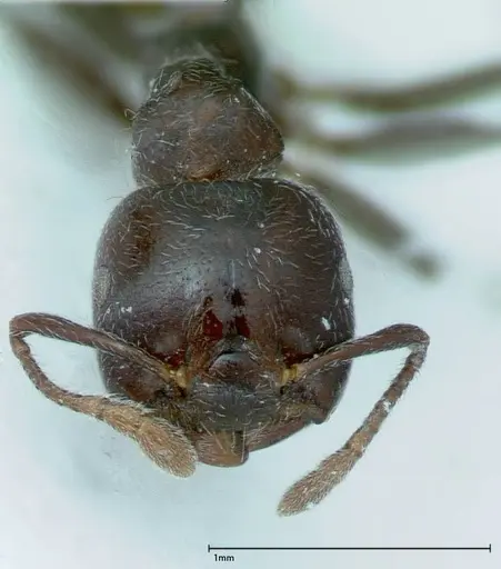 Crematogaster kohli specimen FOCOL0025 image focol0025_2