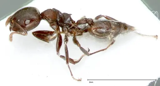 Crematogaster kohli specimen FOCOL0025 image focol0025_3