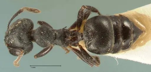 Crematogaster kohli specimen FOCOL1431 image focol1431_1