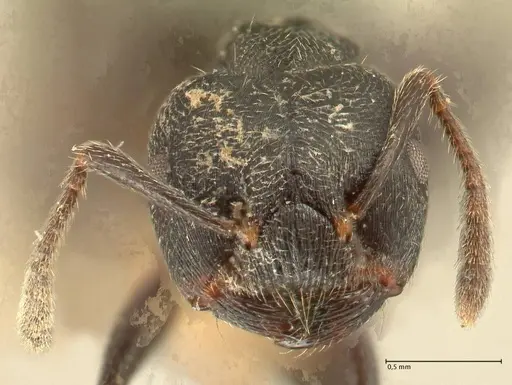 Crematogaster kohli specimen FOCOL1431 image focol1431_2