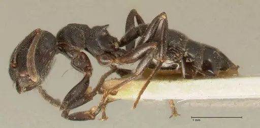 Crematogaster kohli specimen FOCOL1431 image focol1431_3