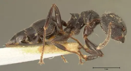 Crematogaster kohli specimen FOCOL1431 image focol1431_4