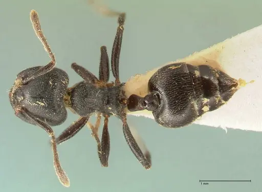 Crematogaster kohli specimen FOCOL1432 image focol1432_1