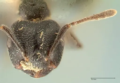 Crematogaster kohli specimen FOCOL1432 image focol1432_2