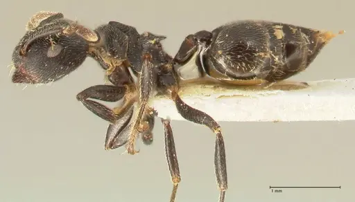 Crematogaster kohli specimen FOCOL1432 image focol1432_3