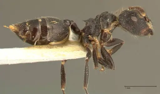 Crematogaster kohli specimen FOCOL1432 image focol1432_4