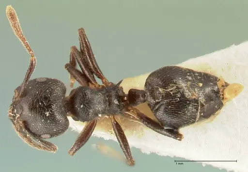 Crematogaster kohli specimen FOCOL1433 image focol1433_1