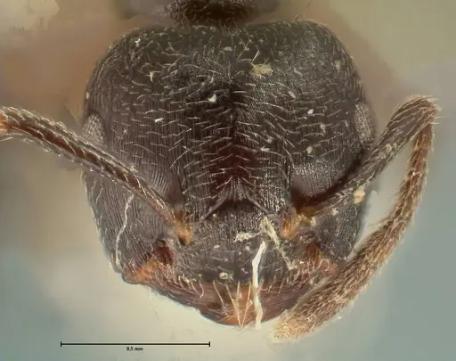 Crematogaster kohli specimen FOCOL1433 image focol1433_2