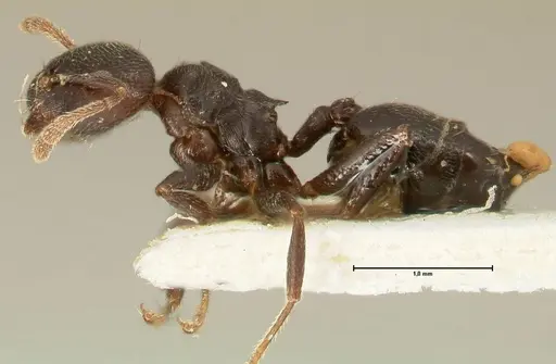 Crematogaster kohli specimen FOCOL1433 image focol1433_3