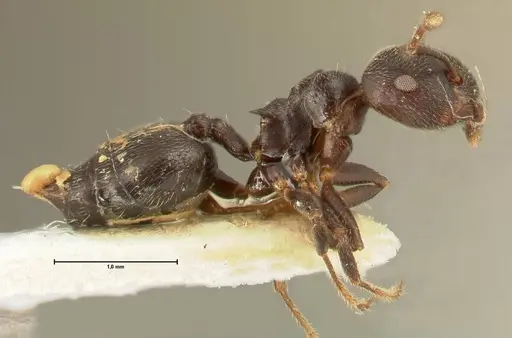 Crematogaster kohli specimen FOCOL1433 image focol1433_4