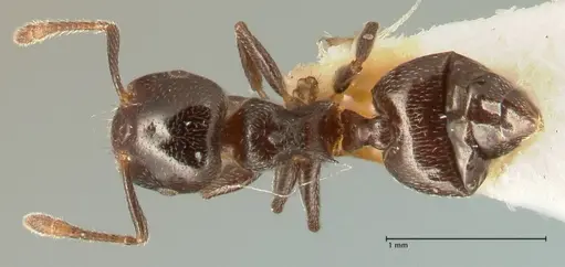 Crematogaster kohli specimen FOCOL1453 image focol1453_1