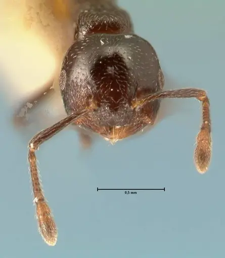 Crematogaster kohli specimen FOCOL1453 image focol1453_2