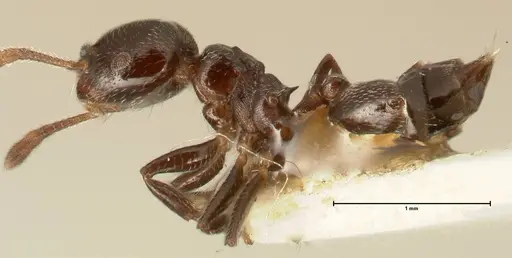 Crematogaster kohli specimen FOCOL1453 image focol1453_3