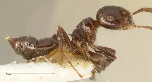 Crematogaster kohli specimen FOCOL1453 image focol1453_4