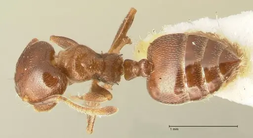 Crematogaster kohli specimen FOCOL1454 image focol1454_1
