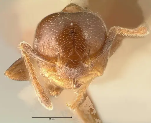 Crematogaster kohli specimen FOCOL1454 image focol1454_2